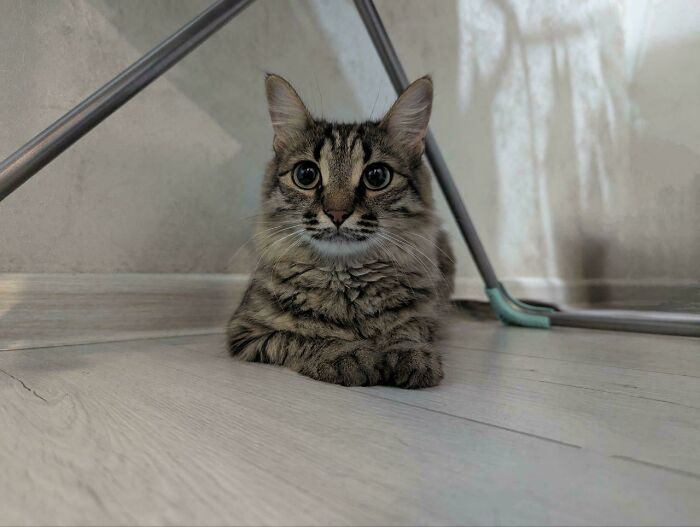 A fluffy tabby cat sits on a wooden floor, under a metal chair, ready for adoption.