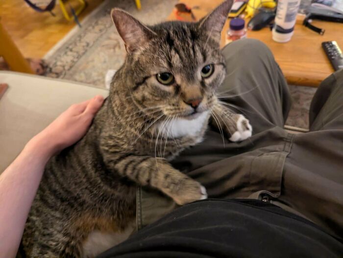 Person petting a tabby cat on their lap in a cozy living room, showcasing the joy of animal adoption.