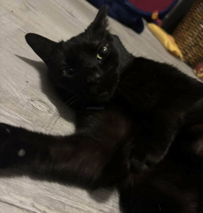 A relaxed black cat lying on a wooden floor, exemplifying animal adoption appeal.