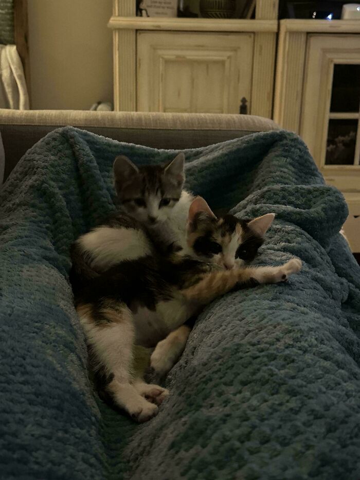 Two cats snuggling on a blue blanket, showcasing a cozy and inviting scene for animal adoption inspiration.
