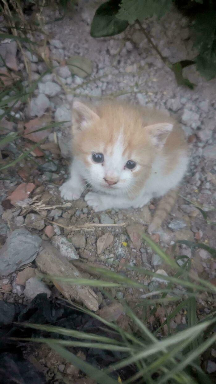 Adopt a pet: A tiny ginger and white kitten sitting on rocky ground, gazing up with curious eyes.