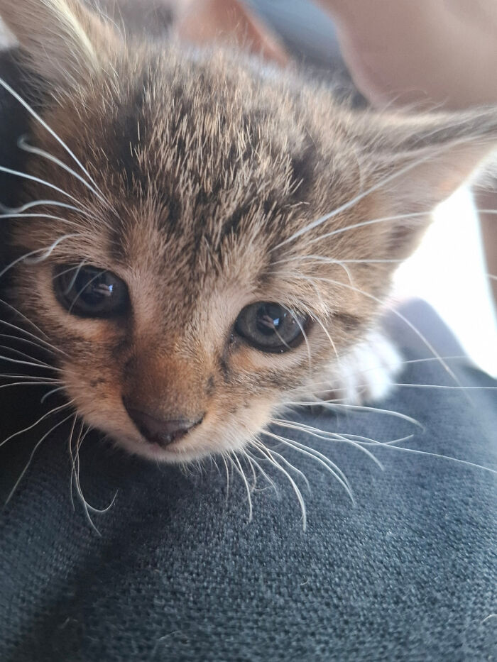 A close-up of an adorable kitten, perfect for inspiring animal adoption and pet love.