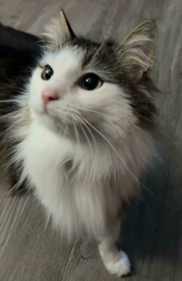 Fluffy cat with bright eyes looking up, inspiring animal adoption in a cozy home setting.