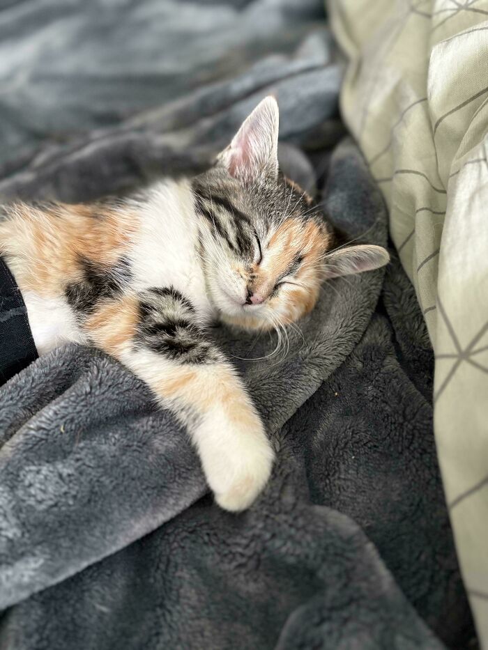 Adopted kitten peacefully sleeping on a soft gray blanket.
