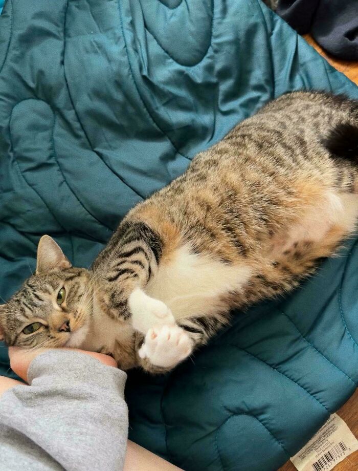 Tabby cat lounging on a teal blanket, showcasing a relaxed pose, inspiring animal adoption.