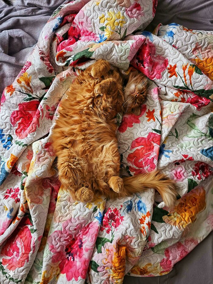 Fluffy cat sleeping on a floral quilt, showcasing the joy of animal adoption in a cozy setting.