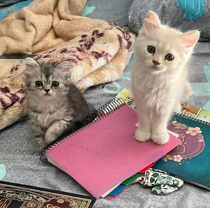 Two fluffy kittens, one gray and one white, sitting on colorful notebooks, inspiring animal adoption.