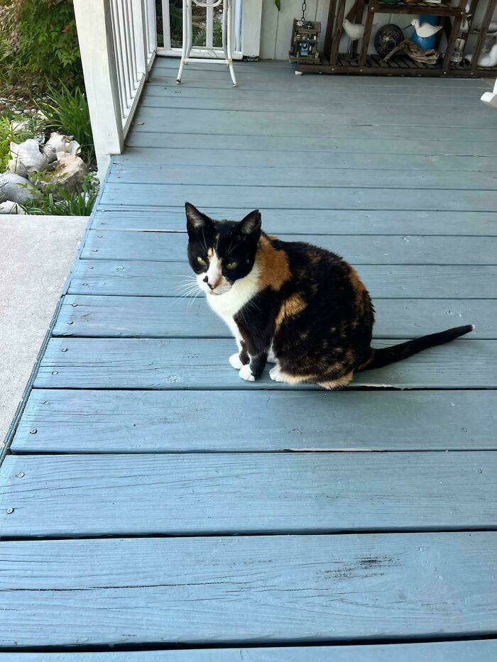 Calico cat sitting on a porch, exemplifying animal adoption and inspiring pet lovers to open their homes.