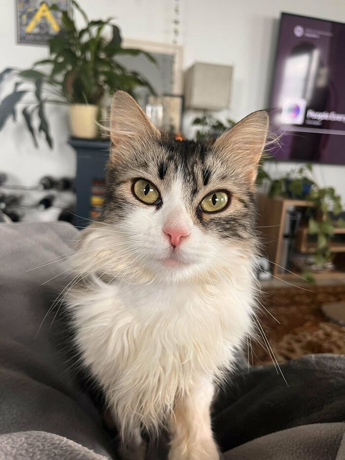 Fluffy cat with green eyes indoors, inspiring pet adoption with its cute and curious expression.