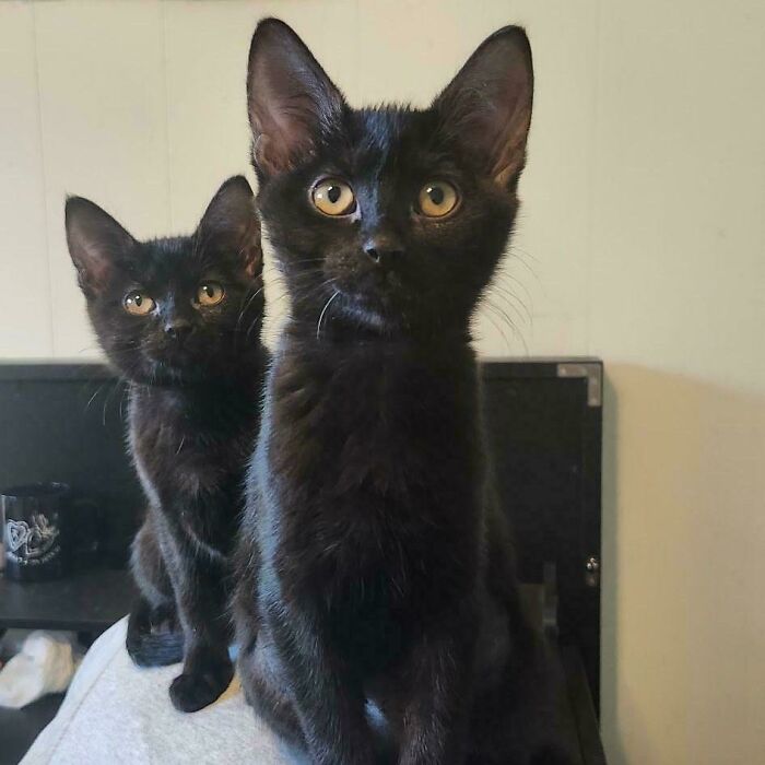 Two adorable black kittens looking at the camera, highlighting animal adoption inspiration.