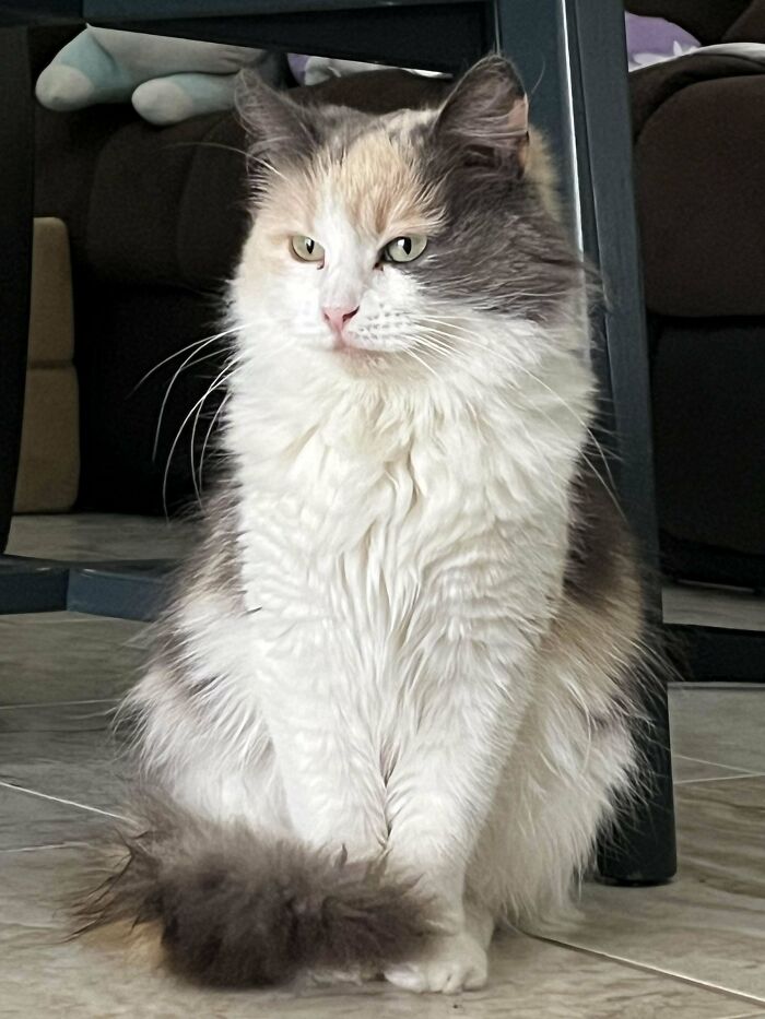 Fluffy cat with a mix of white, gray, and orange fur, sitting indoors, inspiring pet adoption.
