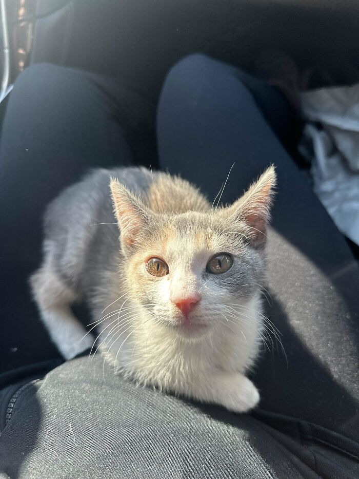 A cute kitten sitting on a person's lap, basking in the sunlight, showcasing a perfect moment for animal adoption inspiration.