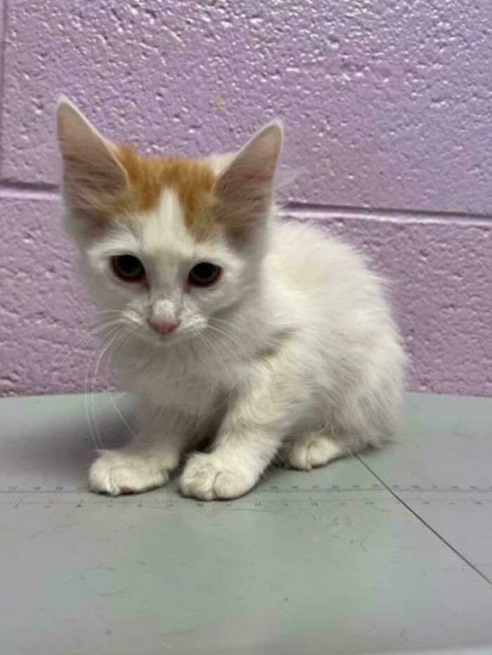 Adopted kitten with orange and white fur sits indoors, inspiring pet adoption.