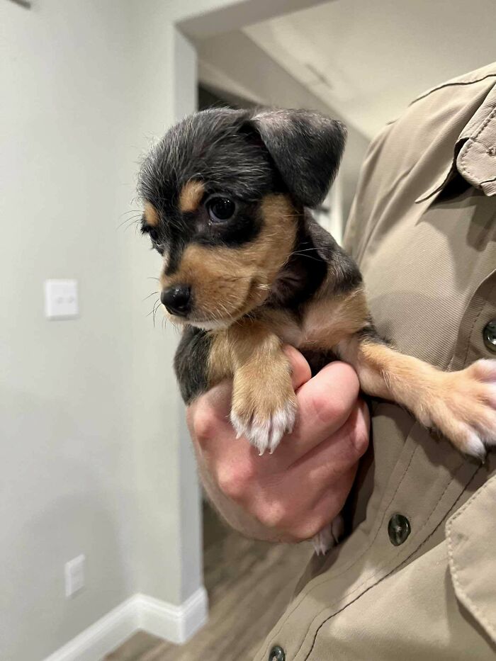 A small puppy being held gently, inspiring animal adoption and the joy of bringing pets home.