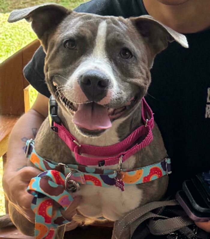 Smiling dog in a colorful harness, highlighting happy animal adoption moments.