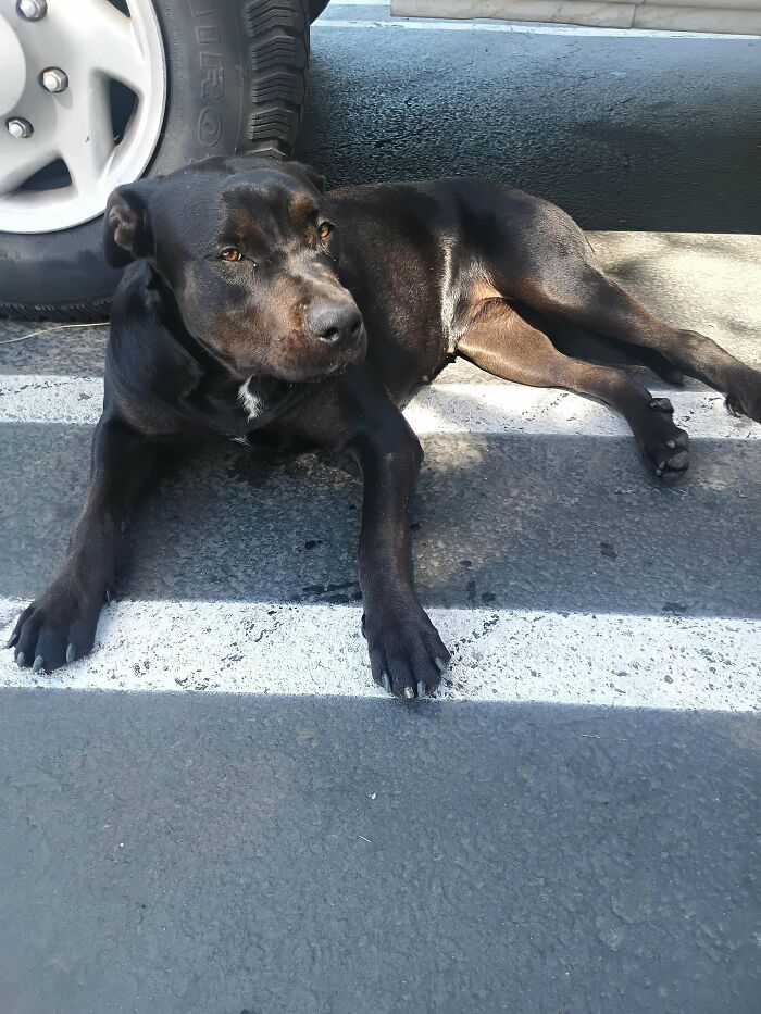 A black dog lies on concrete by a car tire, highlighting pet adoption potential.