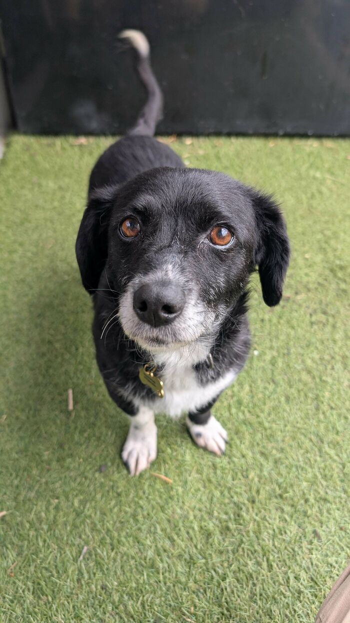 Cute black and white dog with collar on grass, highlighting pet adoption opportunities.