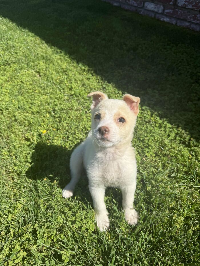 Adopted puppy sitting on green grass under sunlight, showcasing the joy of pet adoption.