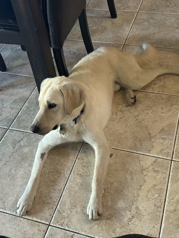 Golden retriever lying on tile floor, inspiring animal adoption.