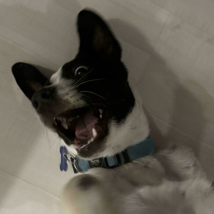 Playful adopted dog lying on the floor, mouth open wide, wearing a blue collar.