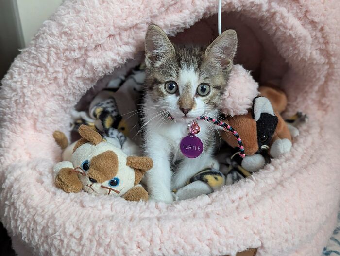Kitten inside a cozy bed with stuffed toys, wearing a purple name tag, highlighting animal adoption inspiration.