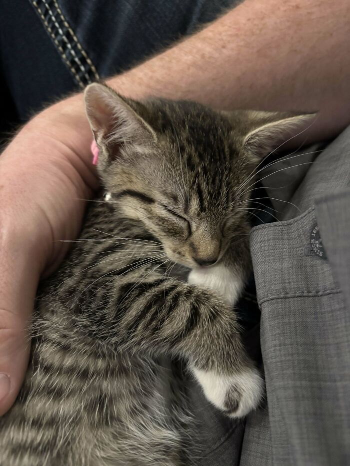 Sleeping kitten cuddled in a person's arms, showcasing the joy of pet adoption.