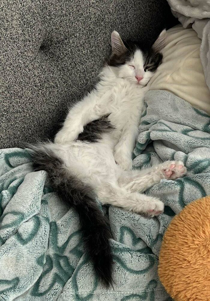 Fluffy kitten sleeping comfortably on a patterned blanket, showcasing the joys of animal adoption.