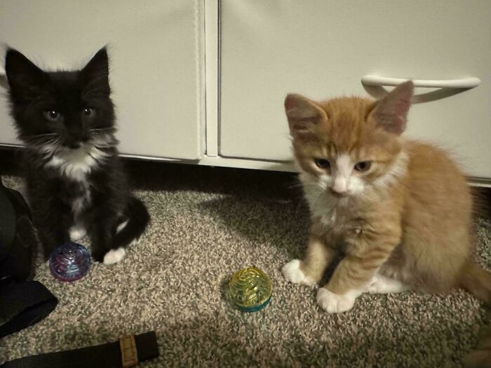 Two adorable kittens on the floor, next to colorful toy balls, inspiring animal adoption.