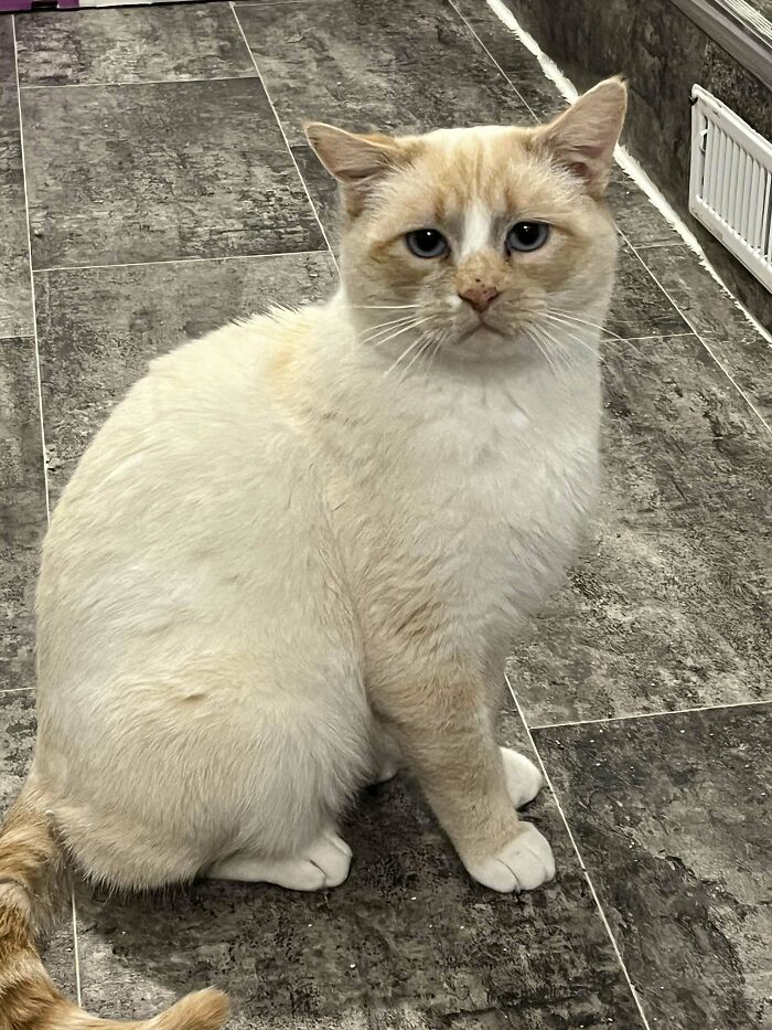 Cream-colored cat sitting on a tiled floor, showcasing the charm of animal adoption and inspiring pet adoption.