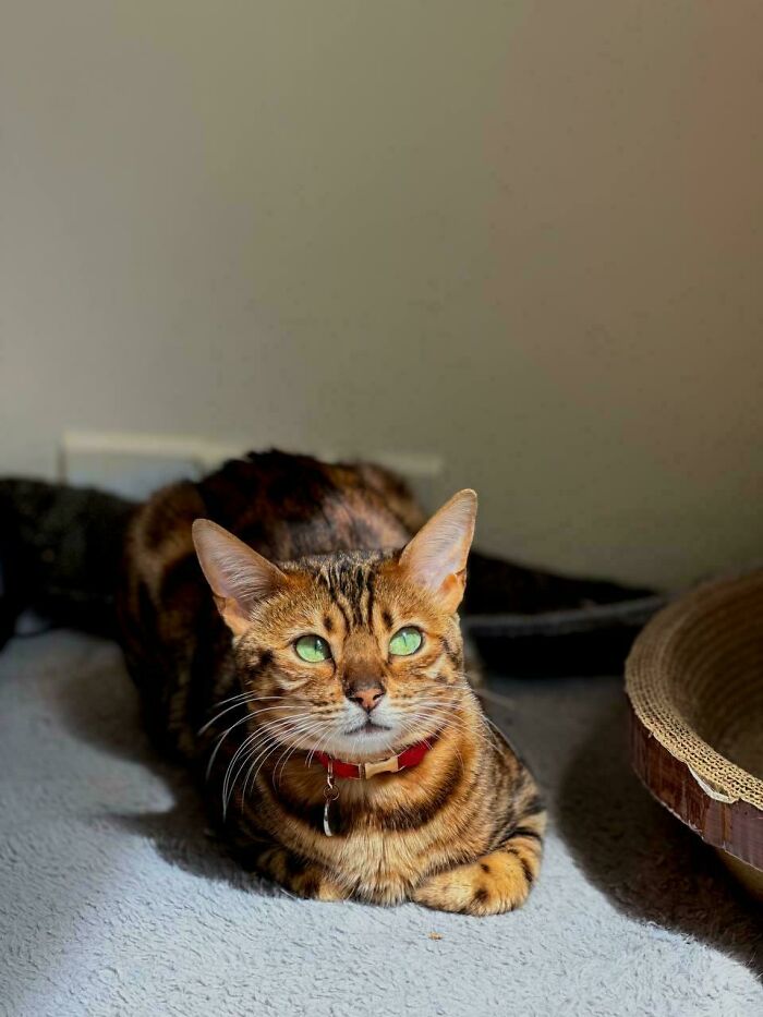 Bengal cat with striking green eyes and a red collar, inspiring animal adoption in a cozy home setting.