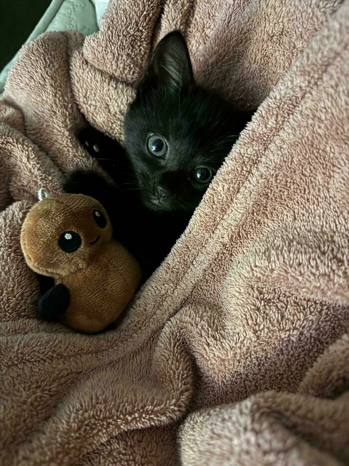 Cozy black kitten wrapped in a brown blanket, lying next to a cute plush toy, illustrating animal adoption themes.