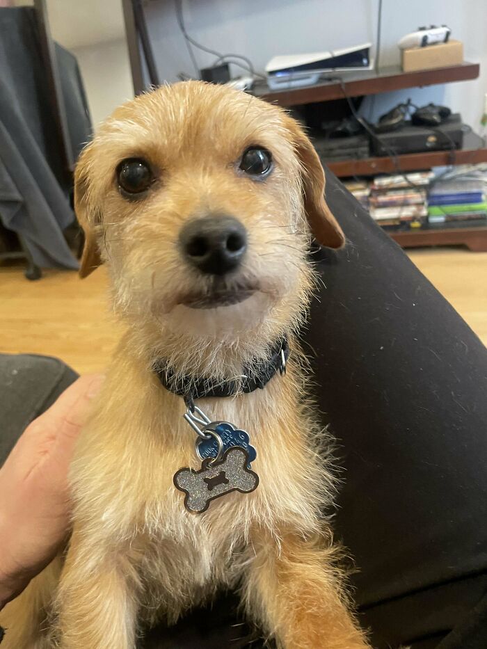 Cute dog with a bone-shaped tag, looking lovingly at the camera, representing animal adoption inspiration.