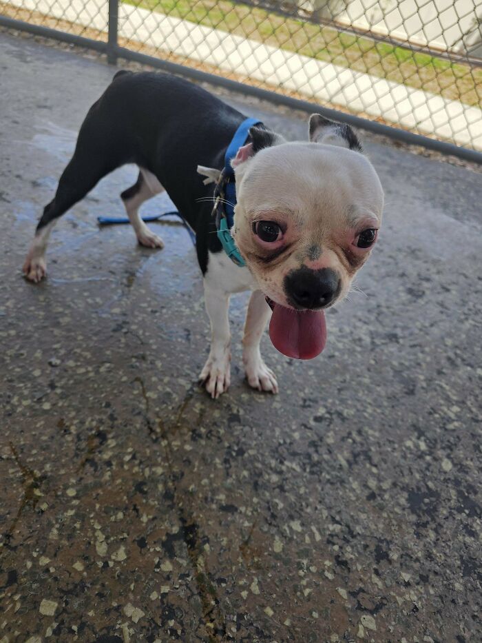 A happy Boston Terrier with a blue collar, panting at an animal adoption center.