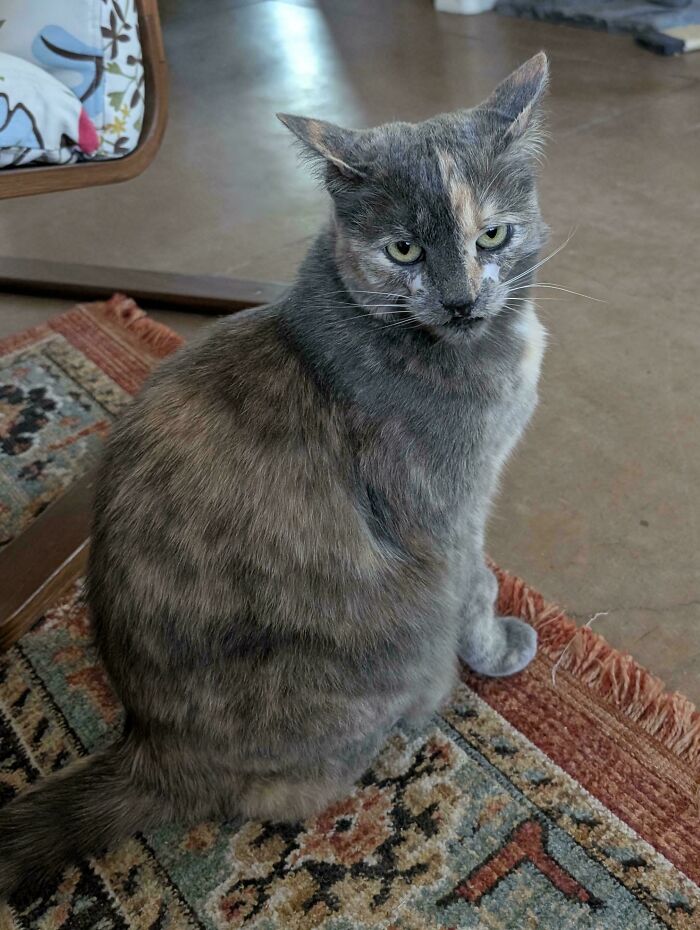 A grey cat with green eyes sitting on a patterned rug, exemplifying animal adoption.