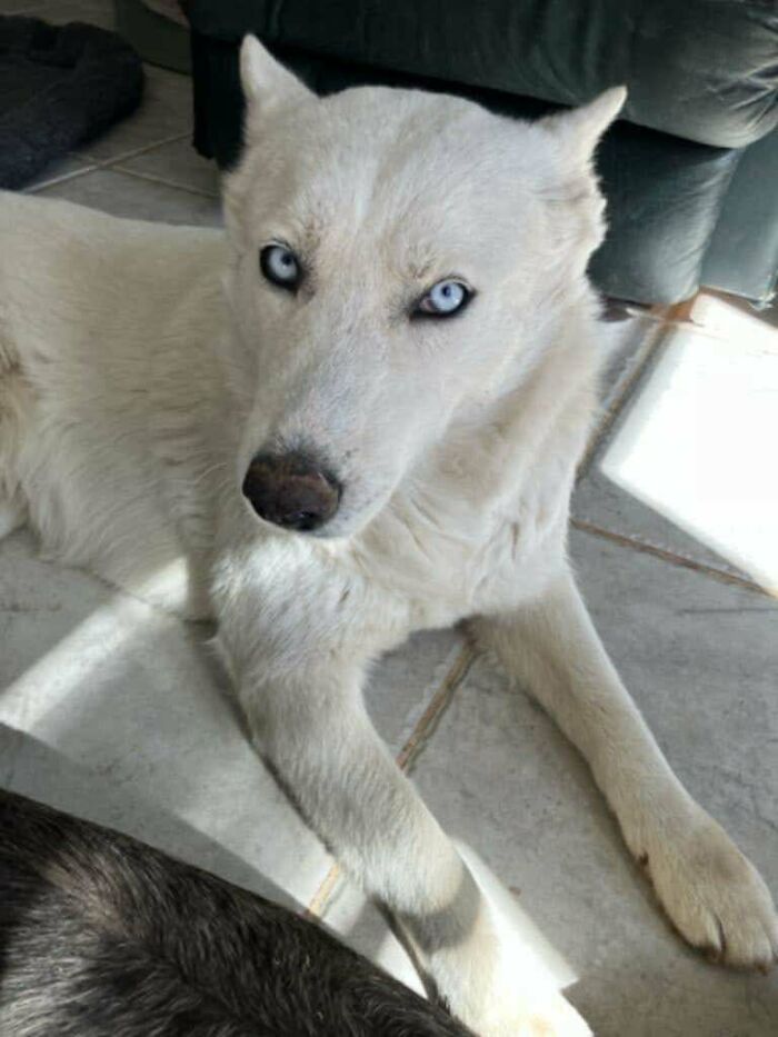 White husky with striking blue eyes lying on the floor, embodying the charm of animal adoption.