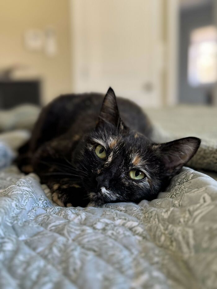 A tortoiseshell cat lying on a bed, inspiring animal adoption with its relaxed and cozy demeanor.