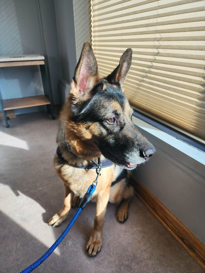 German Shepherd by a window, with a blue leash, basking in the sunlight. Animal adoption inspiration.