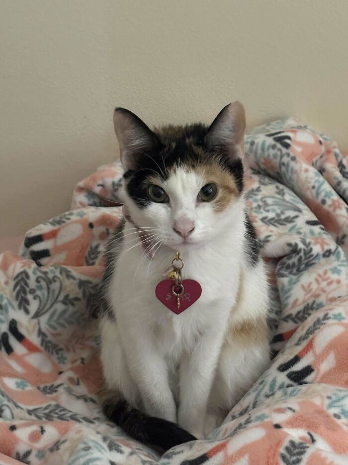 Calico cat with a heart-shaped tag sitting on a patterned blanket, representing animal adoption inspiration.