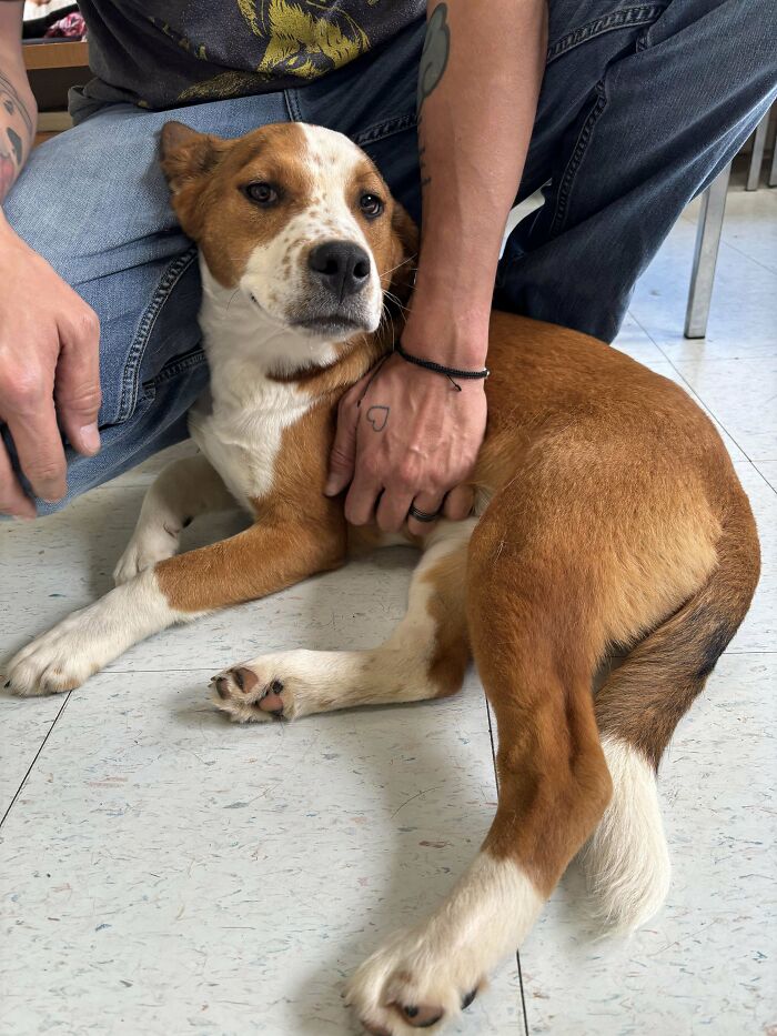 A relaxed dog being comforted by a person, highlighting the joy of animal adoption and opening your home to pets.