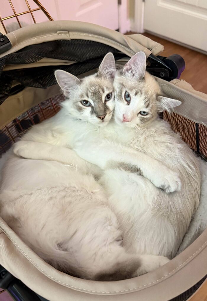 Two fluffy cats snuggling in a pet carrier, showcasing animal adoption's cuddly companions.