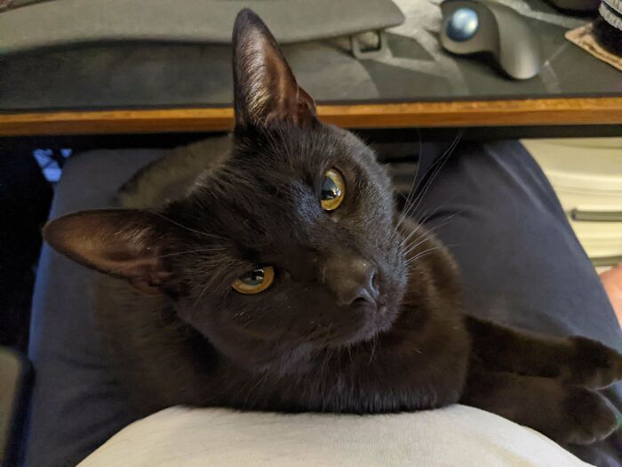 Black cat sitting on a lap near a computer, looking up, inspiring thoughts of pet adoption.