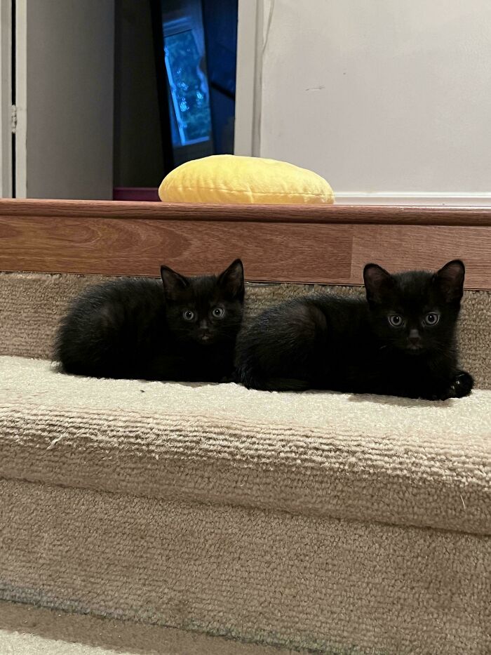 Two black kittens lying on carpeted stairs, perfect for inspiring animal adoption at home.