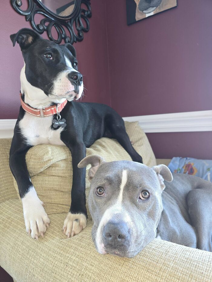 Two adorable dogs lounging on a beige couch, inspiring animal adoption with their playful expressions.