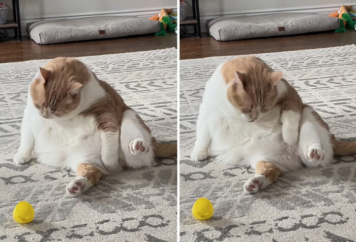 Overweight cat sits on rug, looking at yellow toy, appearing more like a normal cat now. Overweight cat sits on rug, looking at yellow toy, appearing more like a normal cat now.