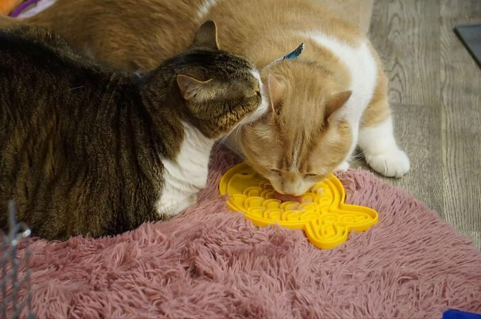 Two overweight cats on a pink rug, one eating from a yellow puzzle feeder. Two overweight cats on a pink rug, one eating from a yellow puzzle feeder.