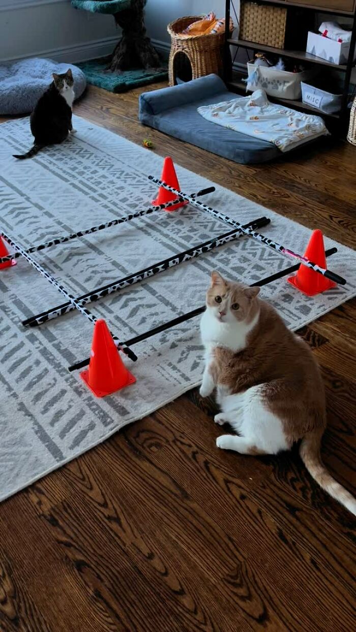 Overweight cat now looking normal, sits near cones on a rug in a cozy room with another cat. Overweight cat now looking normal, sits near cones on a rug in a cozy room with another cat.