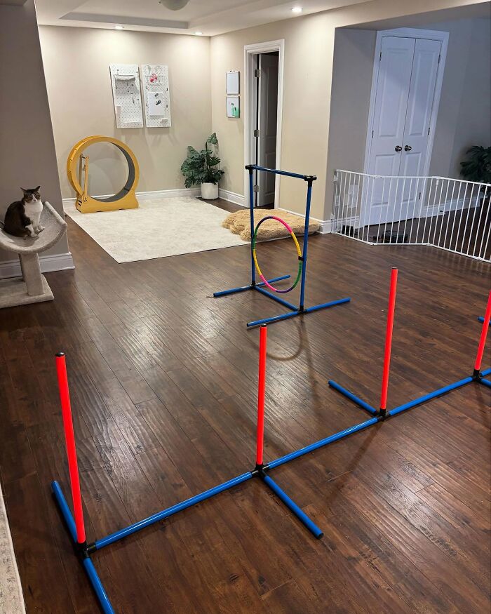 Indoor setup for cat exercise featuring agility equipment and a cat tree. Indoor setup for cat exercise featuring agility equipment and a cat tree.