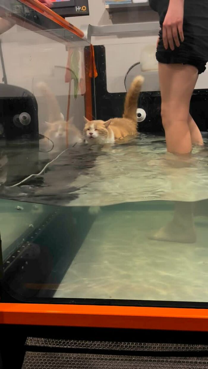 Cat in water therapy with a person, illustrating its weight loss journey from incredibly overweight to normal weight. Cat in water therapy with a person, illustrating its weight loss journey from incredibly overweight to normal weight.