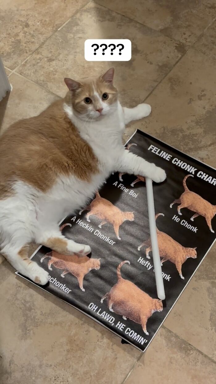 Overweight cat on floor next to feline chart, looking surprised. Overweight cat on floor next to feline chart, looking surprised.