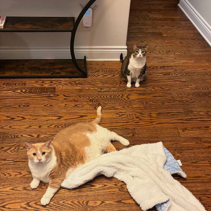 Two cats on a wooden floor, with one slightly overweight, next to a blanket and shelves, illustrating cat weight transformation. Two cats on a wooden floor, with one slightly overweight, next to a blanket and shelves, illustrating cat weight transformation.
